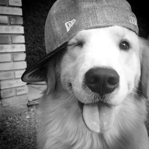 Cachorro Golden Retriever para Foto de Perfil