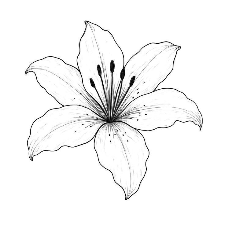 Desenho minimalista de flor para imprimir e colorir