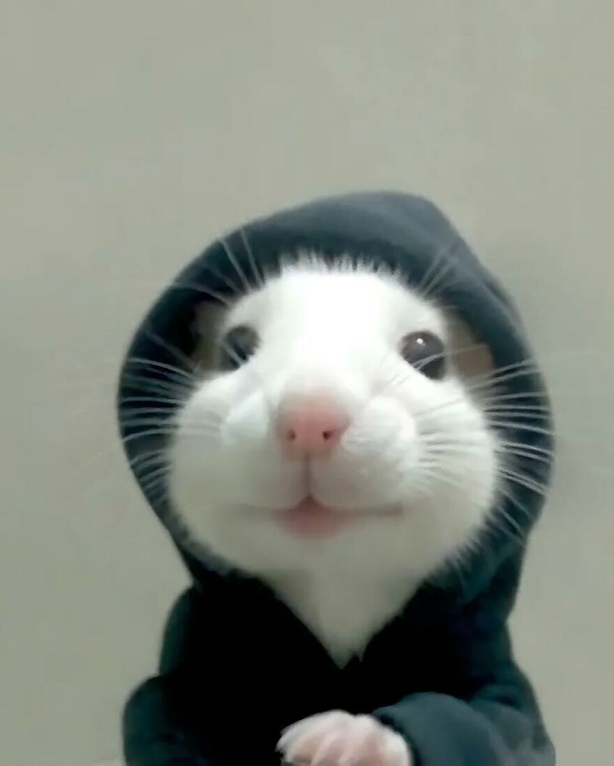 Foto Engraçada de Animal com Moletom para Perfil