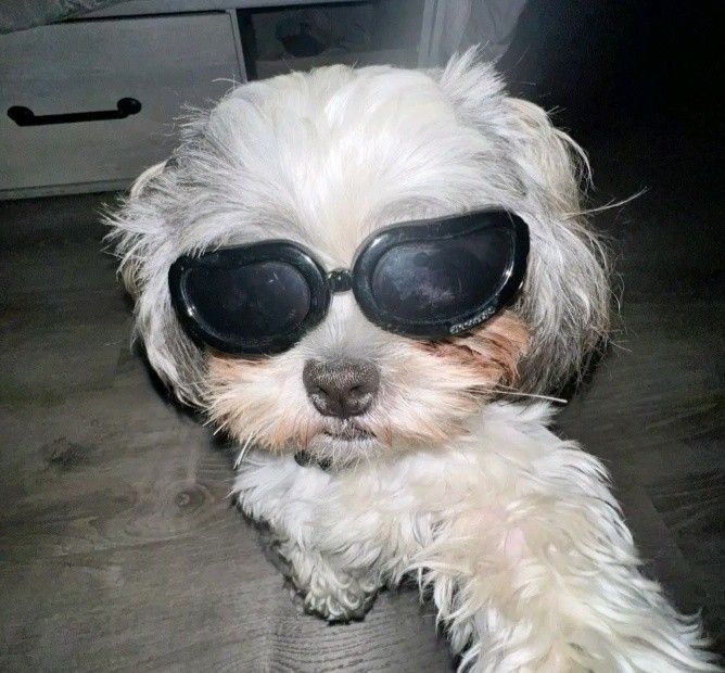 Foto Engraçada de Cachorro para Perfil