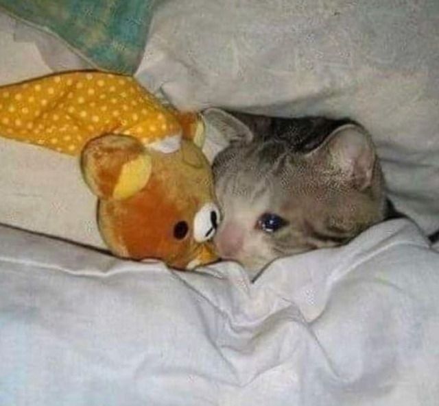 Foto Triste de Gato para Perfil de Rede Social