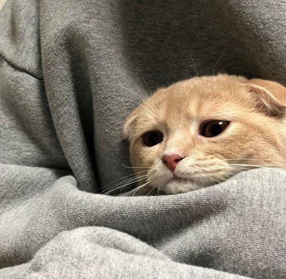 Foto tristeza de gato para perfil