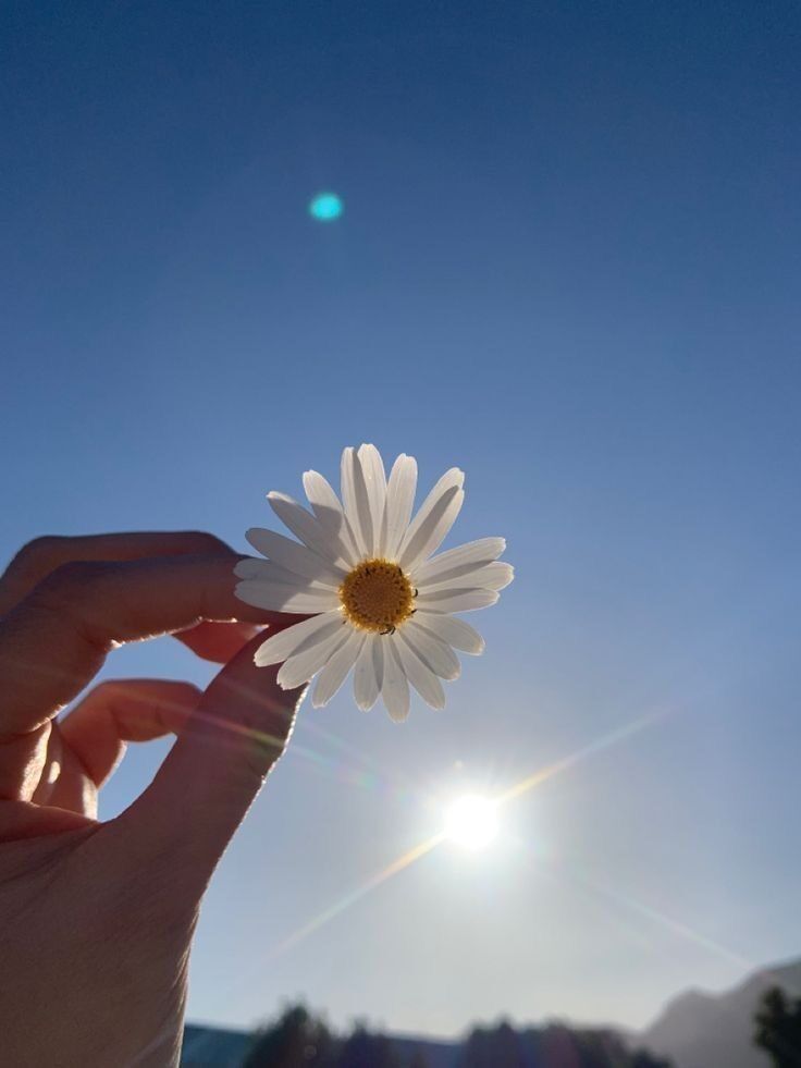 Fotos para Perfil Whatsapp Bonitas com Margarida