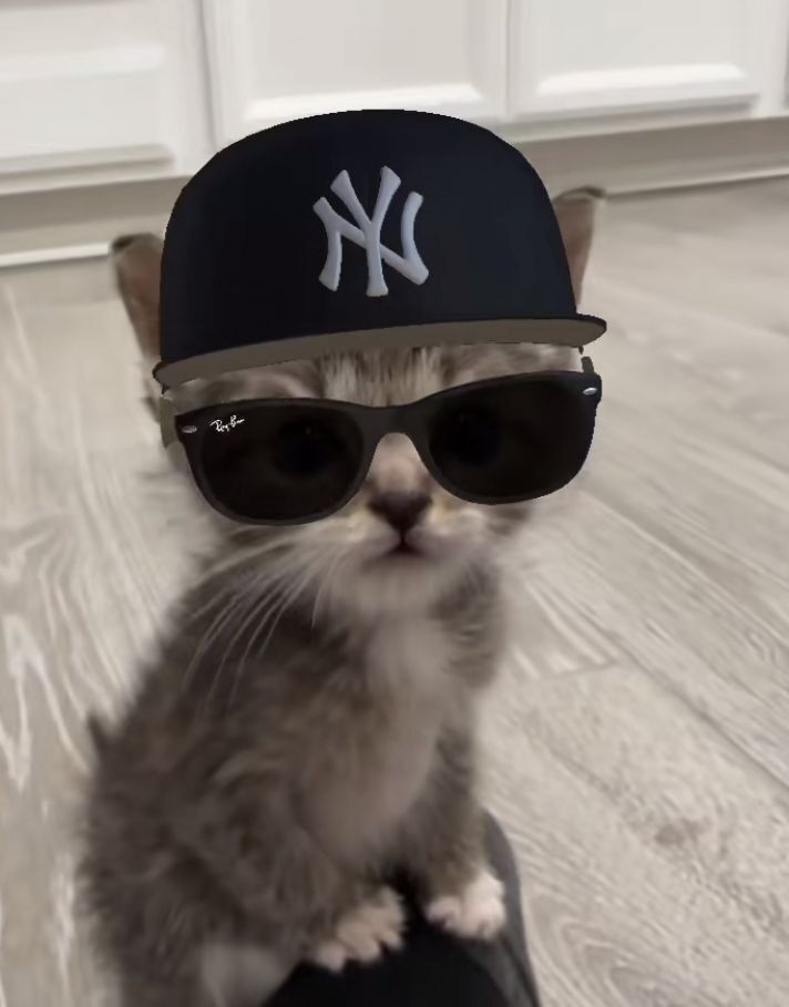 Gatinho Estiloso: Foto de Perfil Criativa
