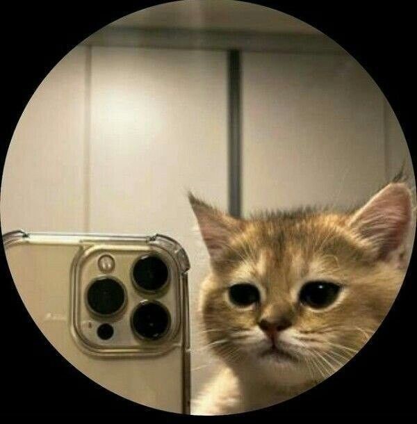 Gatinho Tirando Selfie para Foto de Perfil Feminina