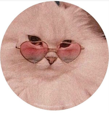 Gato Branco com Óculos de Sol para Perfil