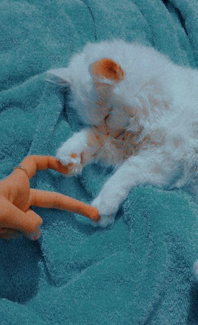 Gato Branco em Cobertor Azul: Papel de Parede Feminino