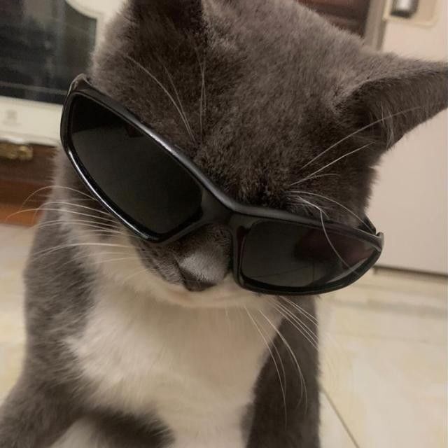 Gato Cinza Estiloso para Perfil de WhatsApp