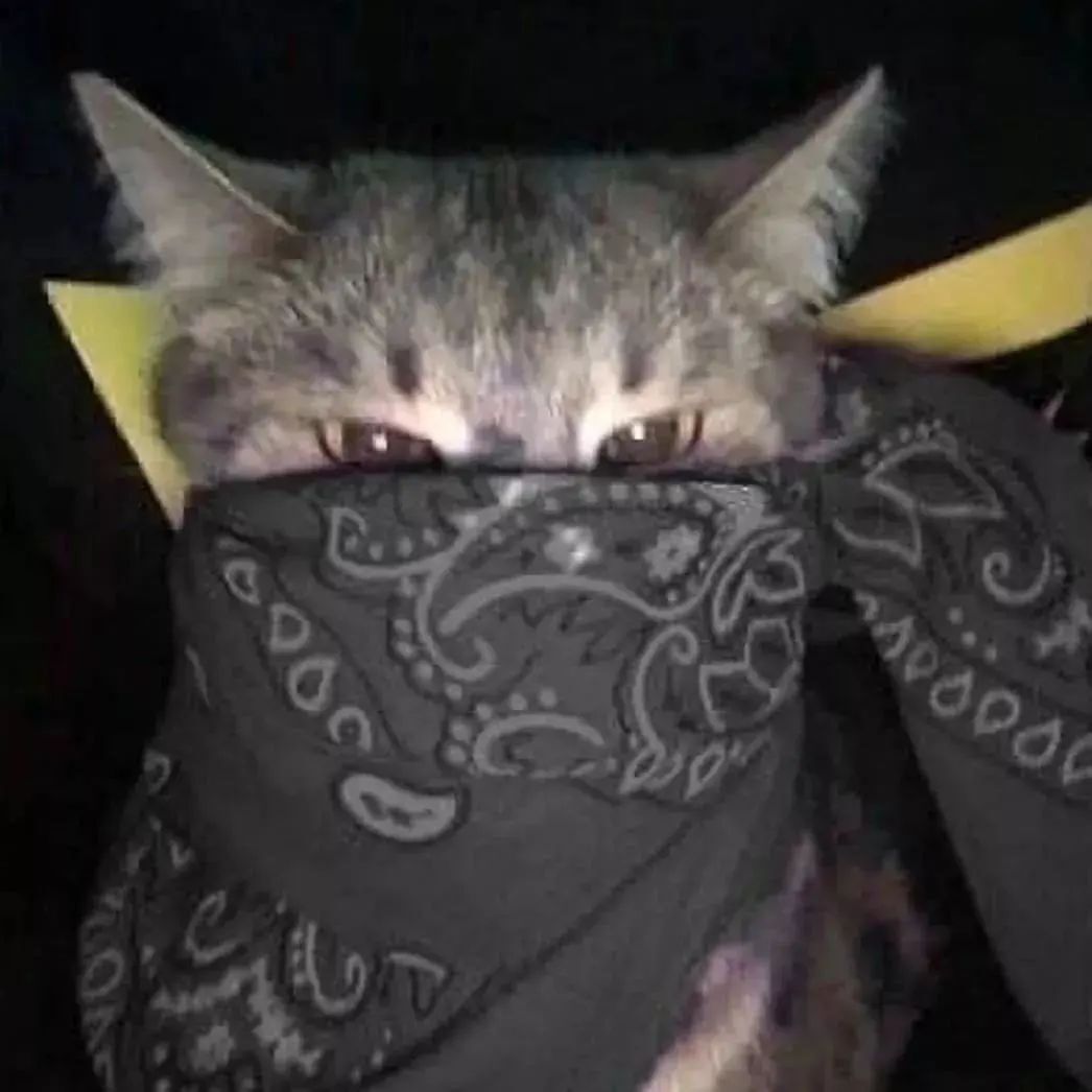 Gato com lenço preto para foto de perfil