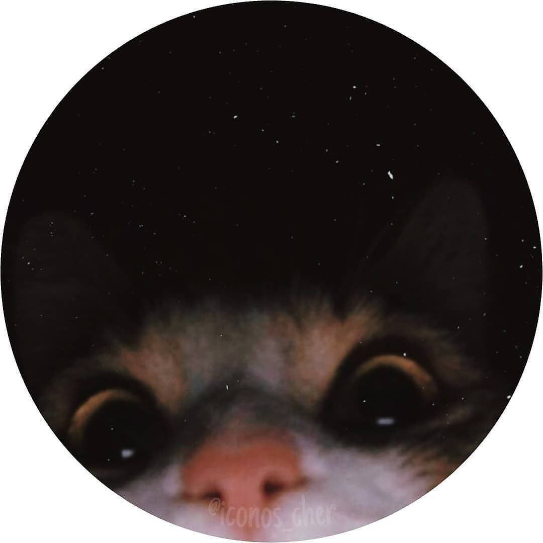 Gato curioso para Foto de Perfil do Whatsapp