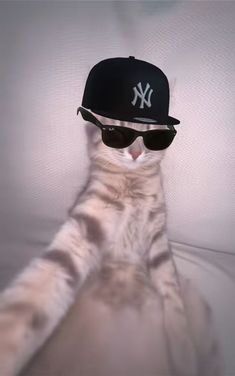 Gato Engraçado com Boné e Óculos para Perfil
