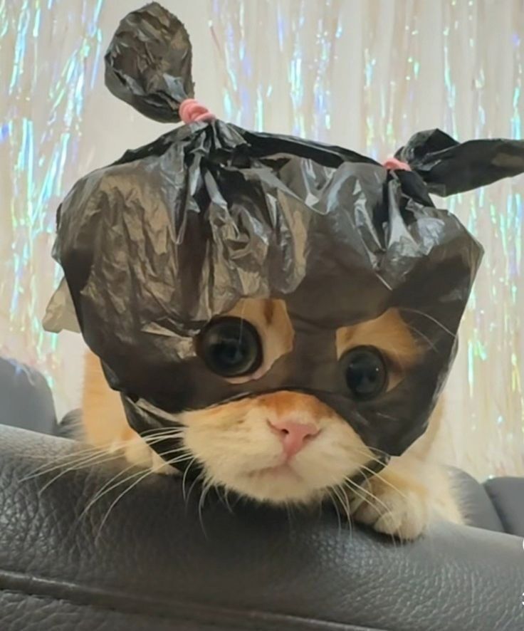 Gato Engraçado com Máscara de Plástico para Perfil