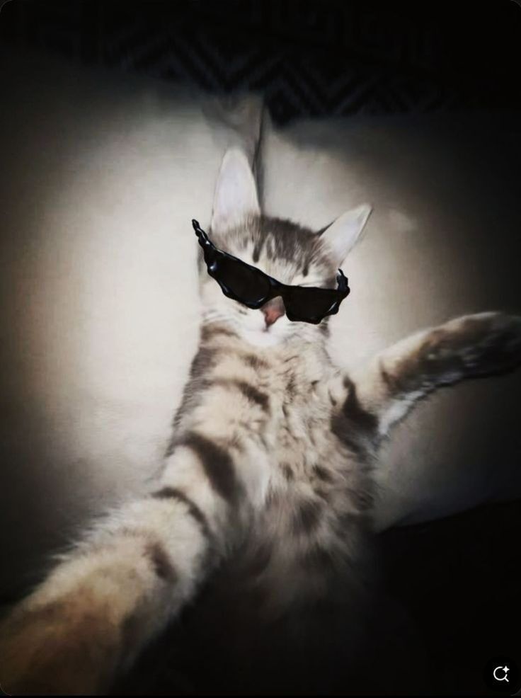 Gato Engraçado com Óculos para Perfil
