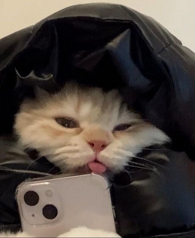Gato Engraçado como Imagem para Perfil Whatsapp