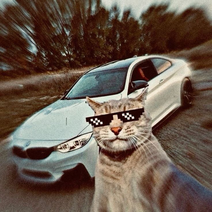 Gato Estiloso com Óculos para Foto de Perfil