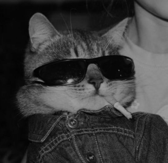 Gato estiloso para foto de perfil criativa