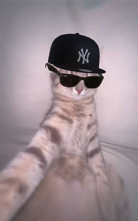 Gato estiloso para foto de perfil no Instagram