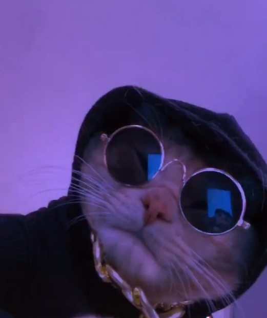 Gato estiloso para Foto de Perfil no Instagram