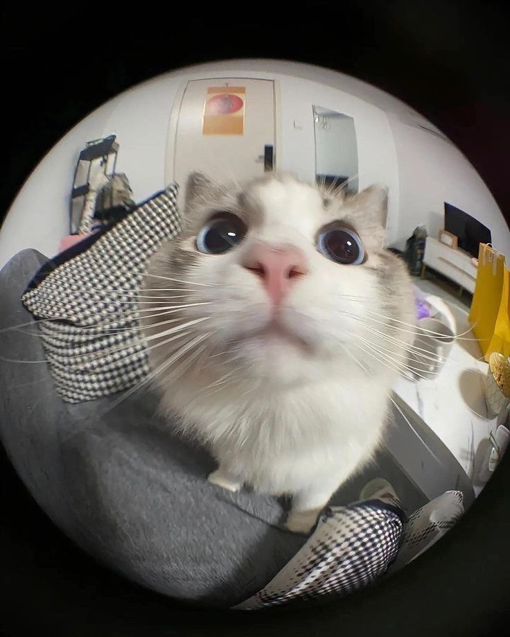 Gato expressivo para perfil do Whatsapp