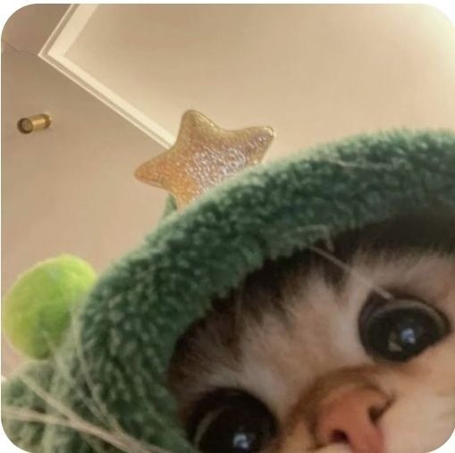 Gato Fantasiado: Foto para Perfil do Whatsapp