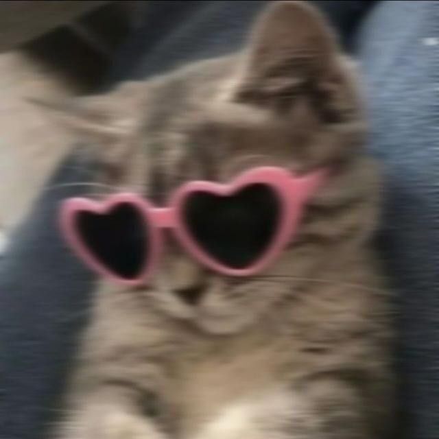 Gato Fofinho com Óculos de Sol para Perfil Fofas