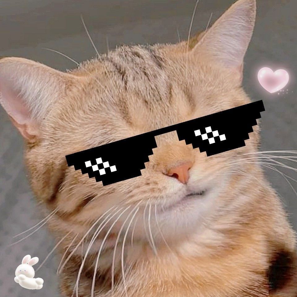 Gato Laranja com Óculos: Foto de Perfil Divertida