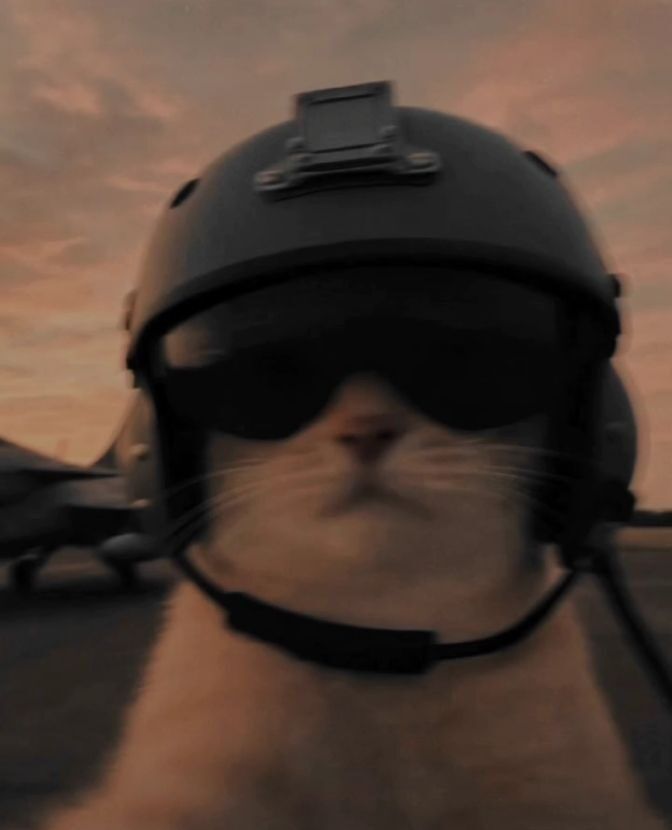 Gato Piloto: Fotos de Perfil Criativas