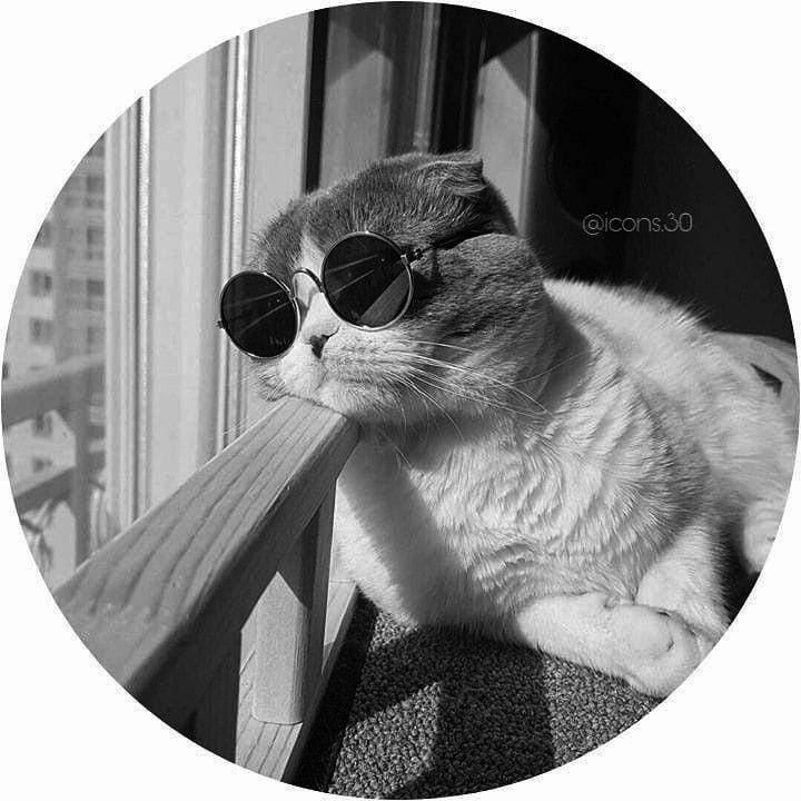Gato Relaxando com Óculos de Sol - Foto para Perfil