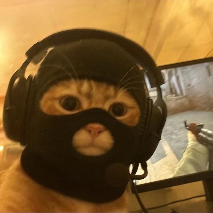 Gato Sério com Fone para Perfil Engraçado