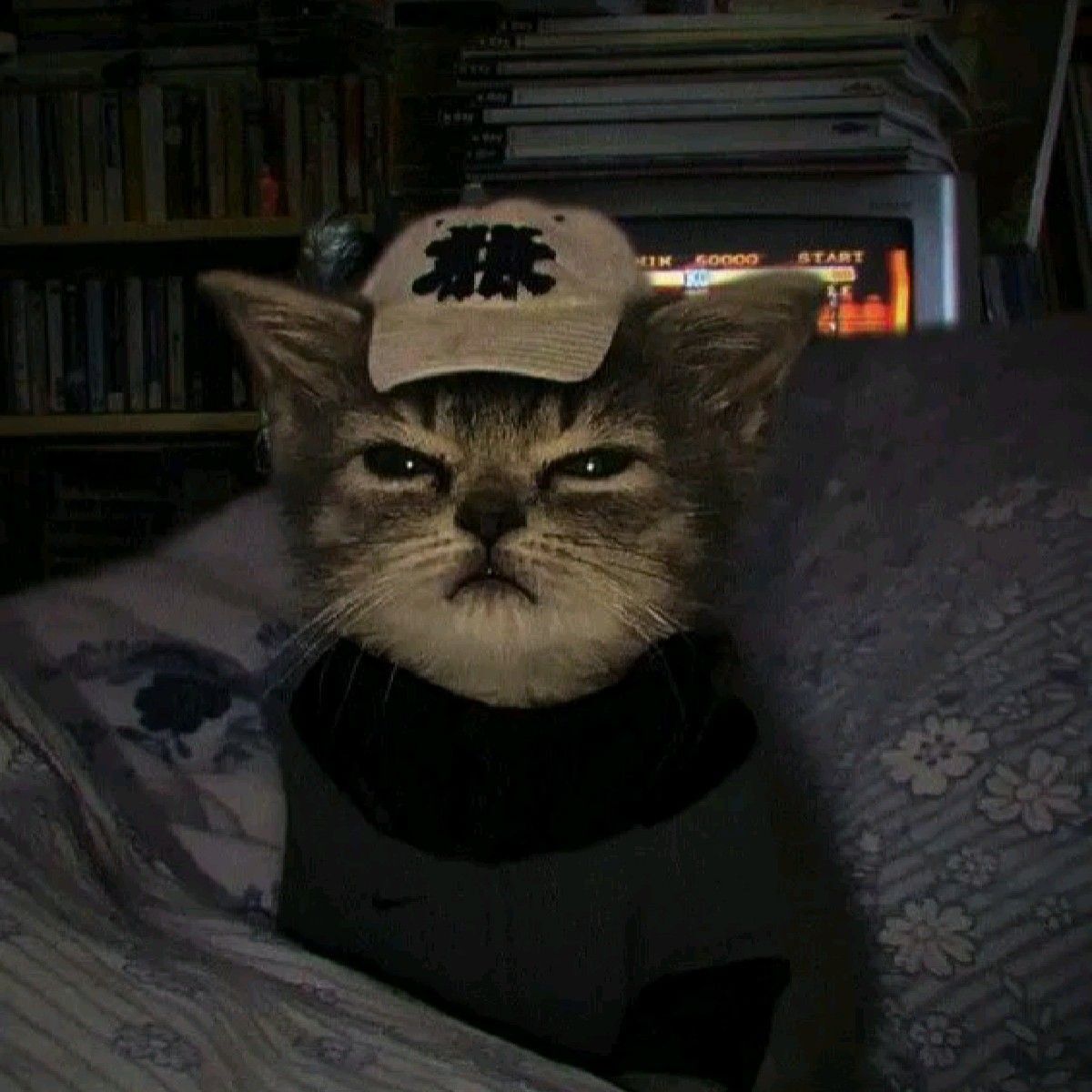 Gato Sério como Foto de Perfil para Discord