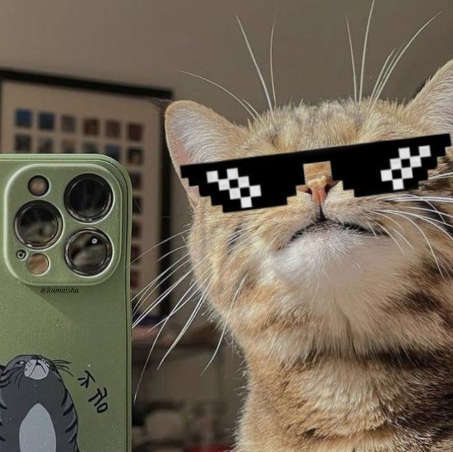 Gato Thug Life com Óculos de Sol para Perfil