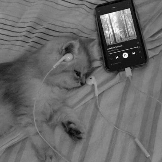Gato Triste com Fone de Ouvido para Perfil