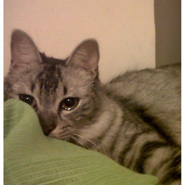 Gato Triste sobre Tecido Verde para Perfil