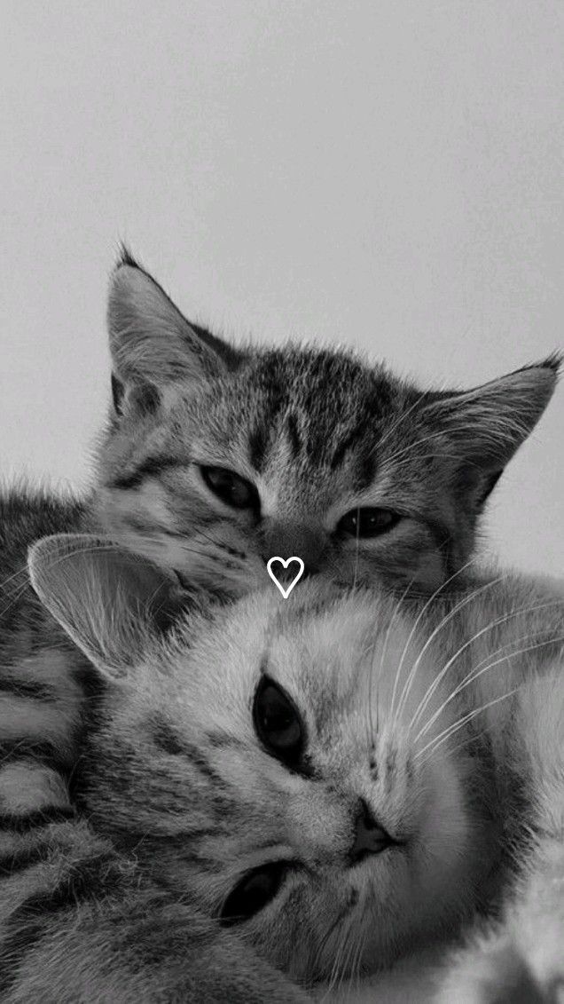 Gatos Abraçados: Foto para Perfil do Whatsapp