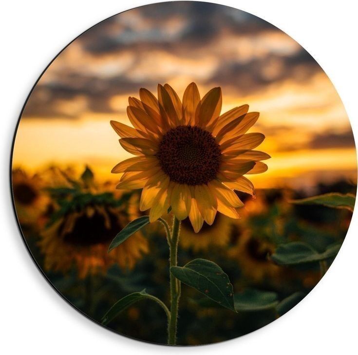 Girassol em Pôr do Sol para Foto de Perfil Bonita