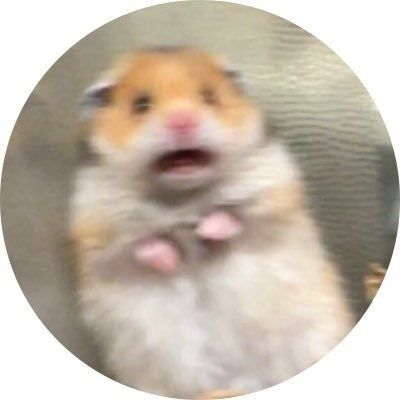 Hamster Surpreso para Foto de Perfil Divertida