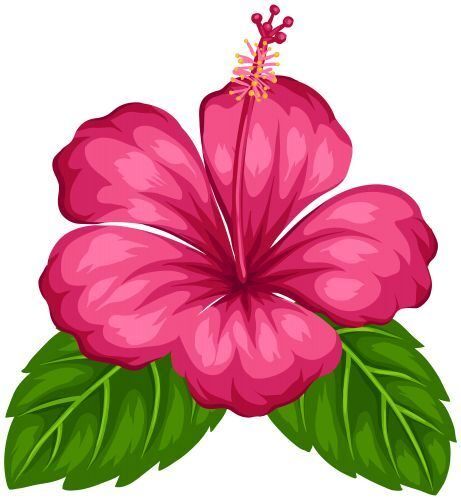 Hibisco Rosa para Imprimir com Pétalas Detalhadas