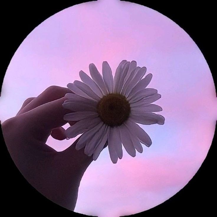 Margarida e céu rosa: Foto para Perfil Fofa