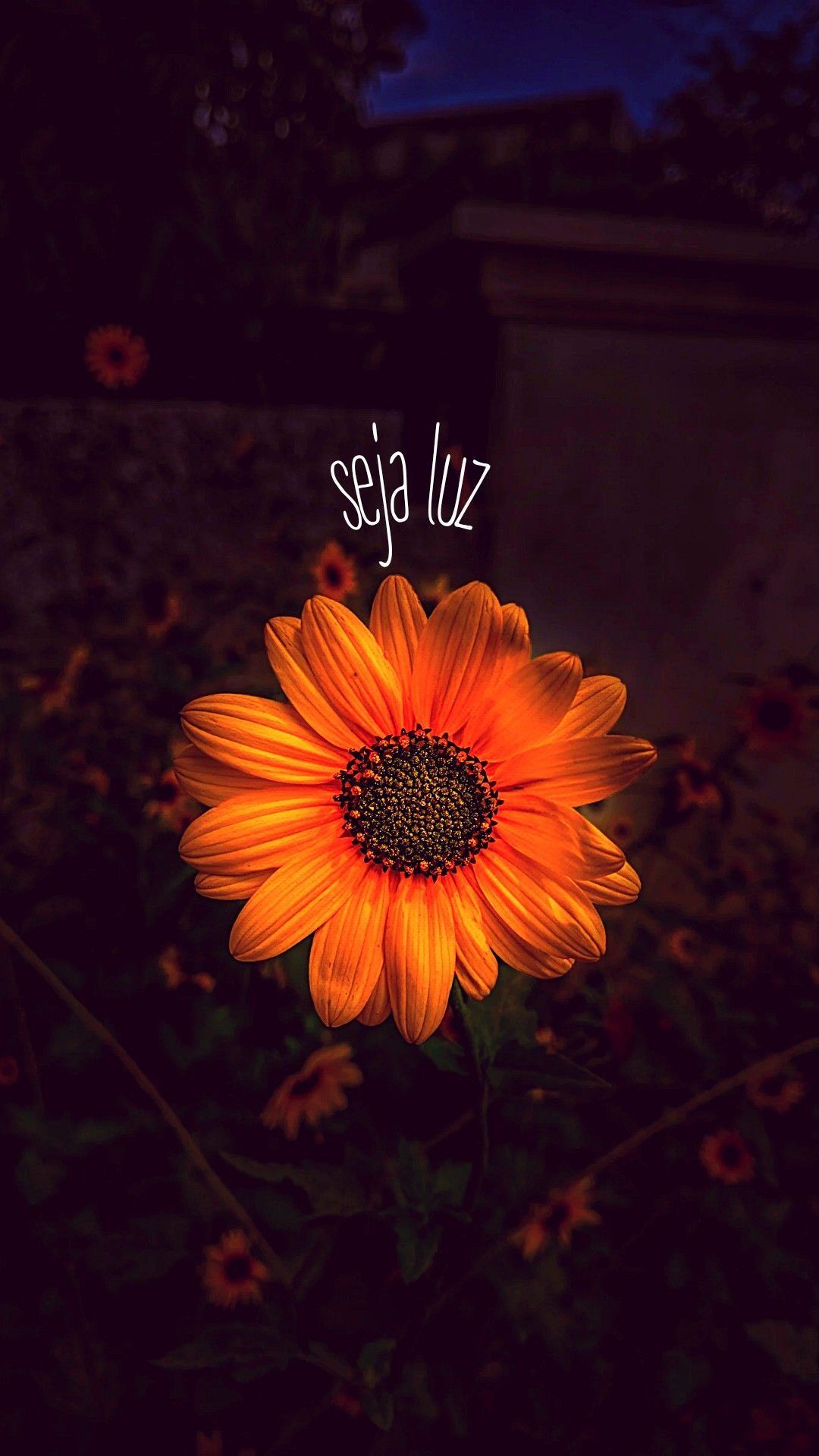Papel de Parede Feminino com Flor Laranja