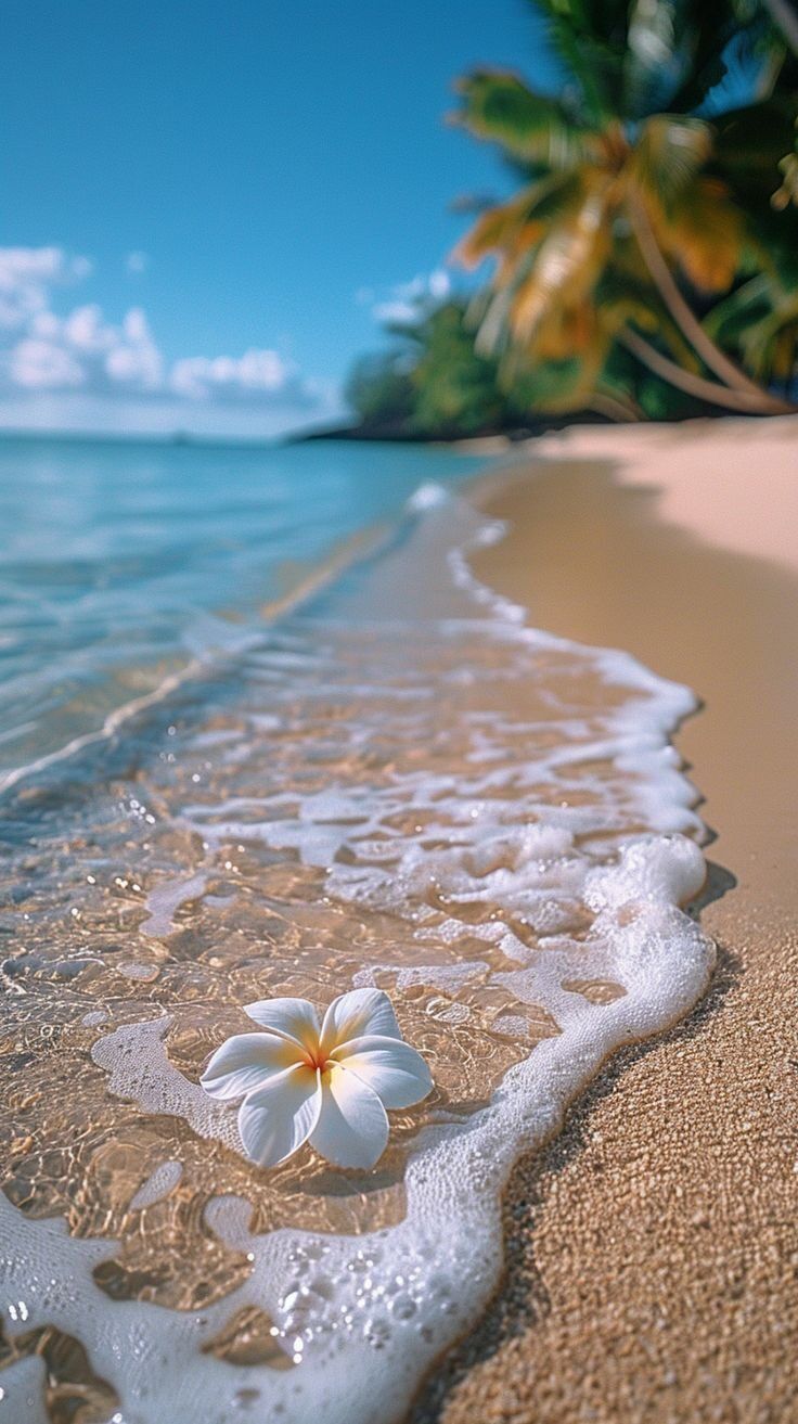 Papel de Parede para Celular Bonito: Praia Tropical