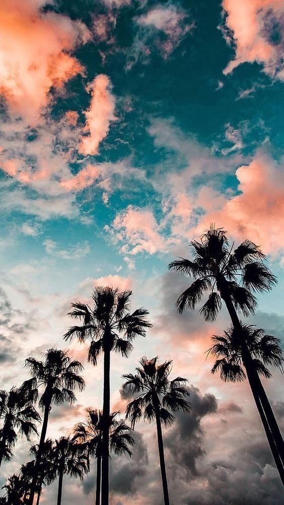 Papel de Parede Tropical com Palmeiras e Céu Azul