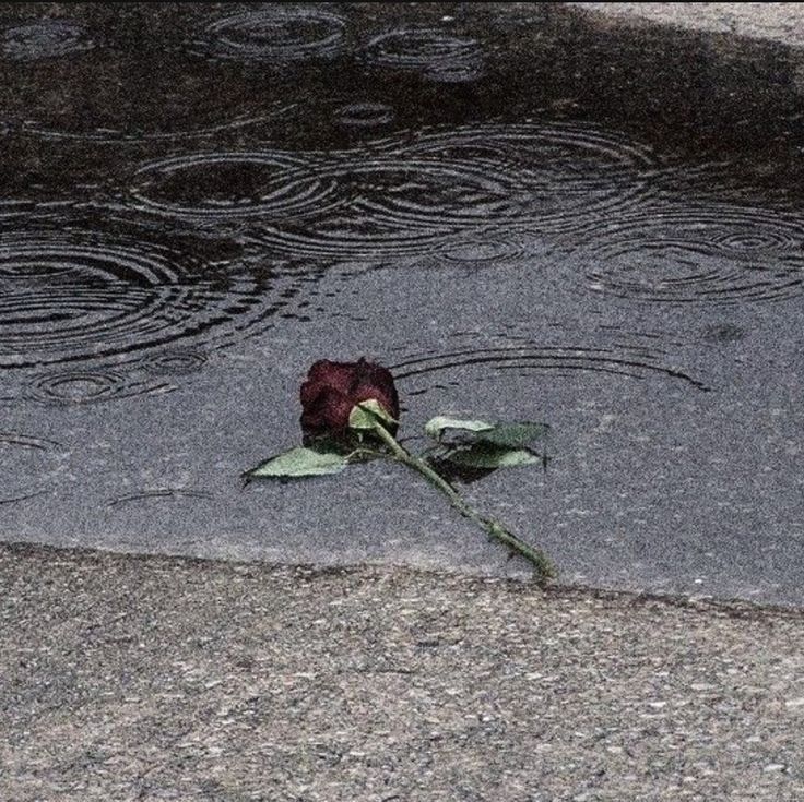 Rosa Escura Caída em Superfície Molhada