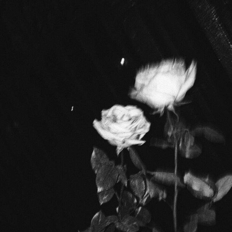 Rosa Triste em Preto e Branco para Perfil