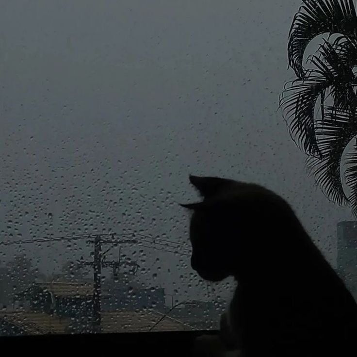 Silhueta de Gato na Janela Chuvosa