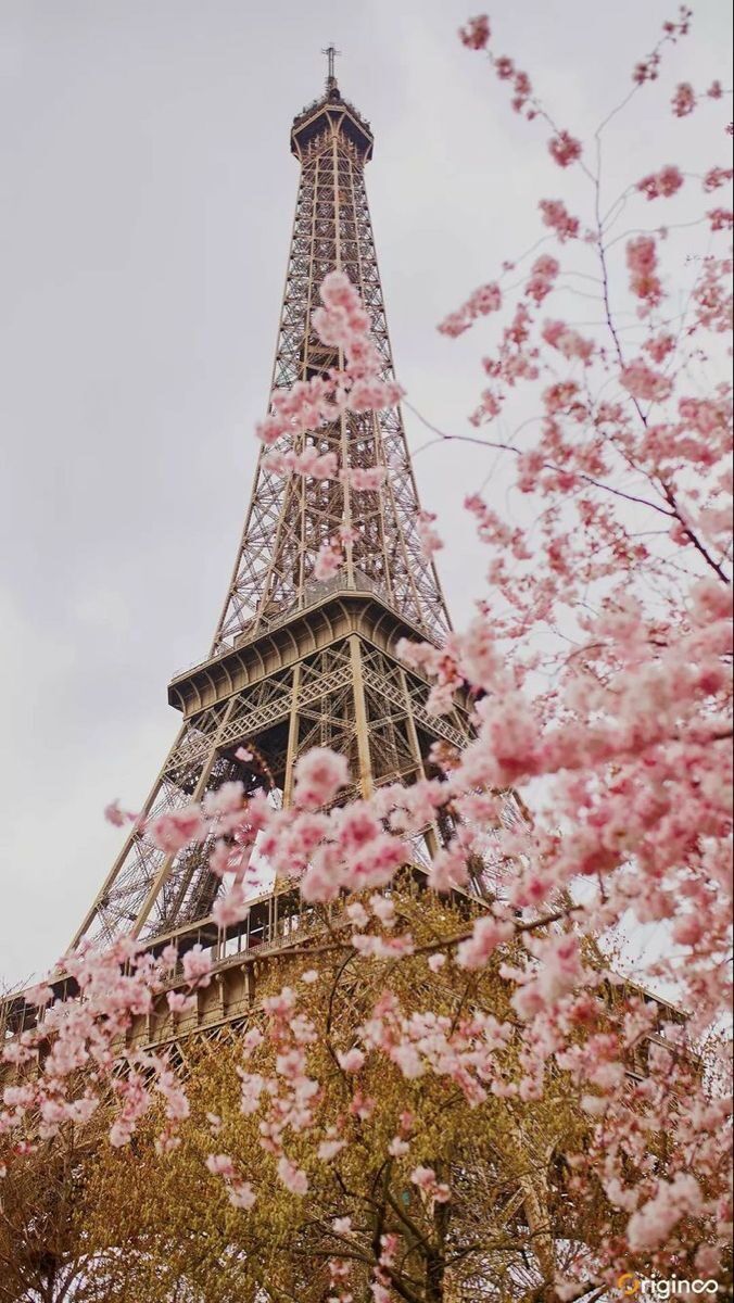 Torre Eiffel com Flores de Cerejeira Rosa